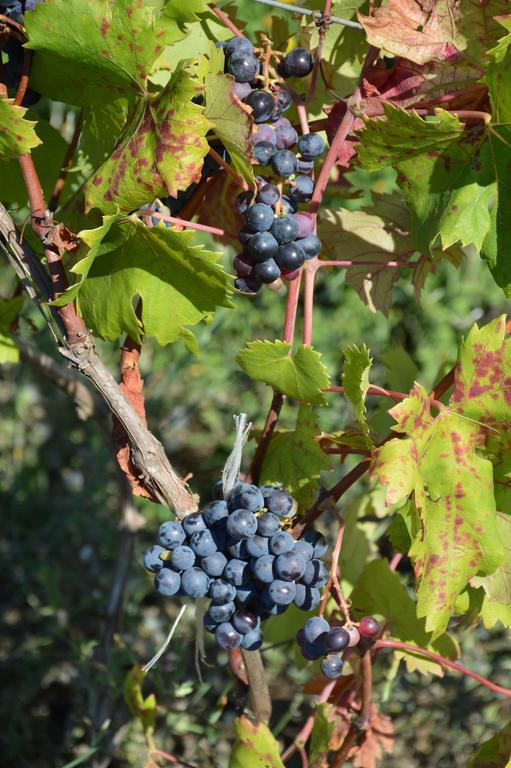 Azienda Agrituristica Carida Zaccanopoli Zewnętrze zdjęcie