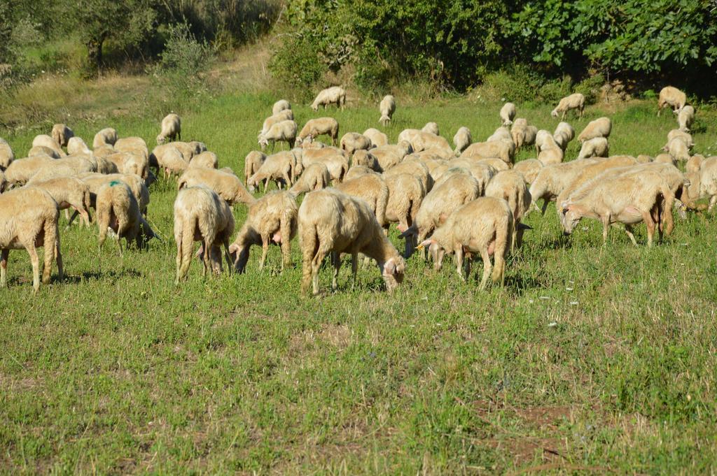 Azienda Agrituristica Carida Zaccanopoli Zewnętrze zdjęcie